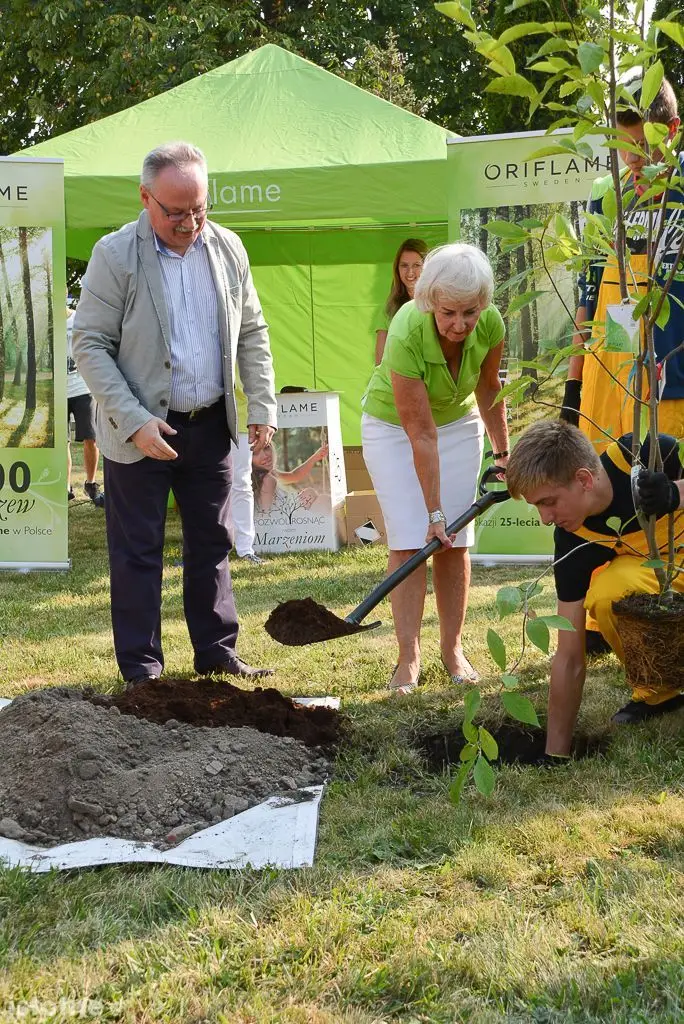 Aleja magnolii powstała przy bolesławieckiej „Budowlance”