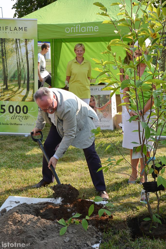 Aleja magnolii powstała przy bolesławieckiej „Budowlance”