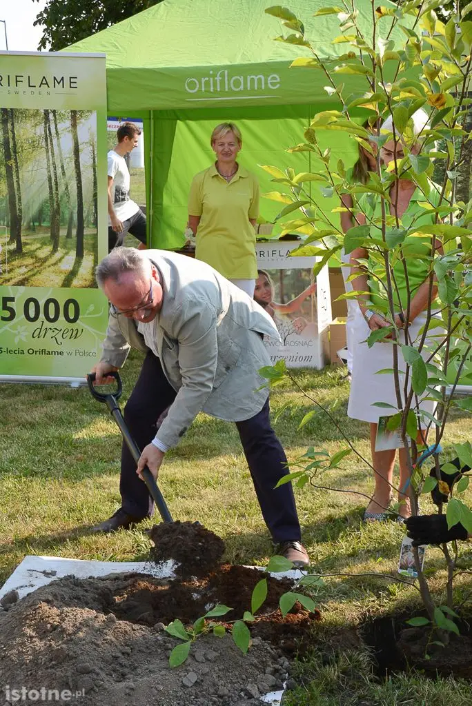 Aleja magnolii powstała przy bolesławieckiej „Budowlance”