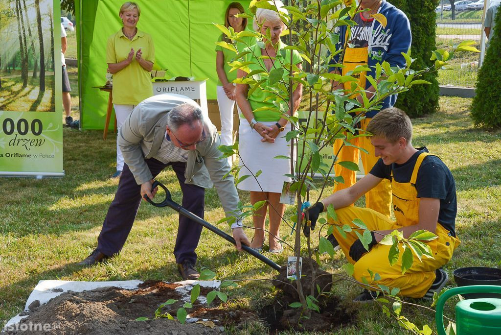 Aleja magnolii powstała przy bolesławieckiej „Budowlance”
