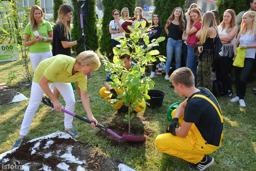 Aleja magnolii powstała przy bolesławieckiej „Budowlance”
