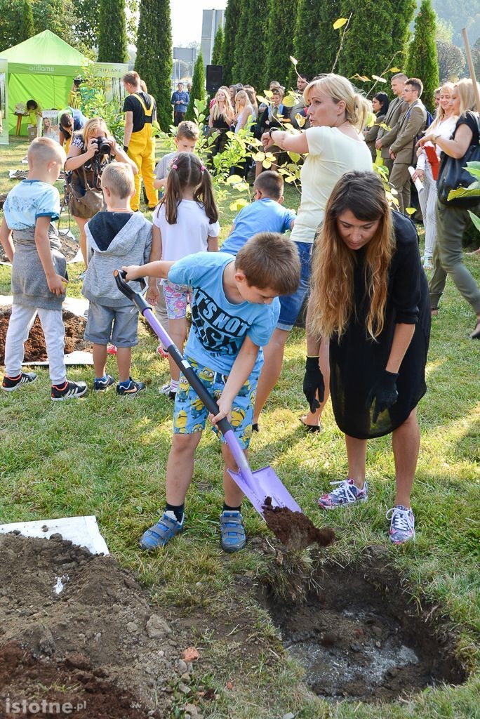 Aleja magnolii powstała przy bolesławieckiej „Budowlance”