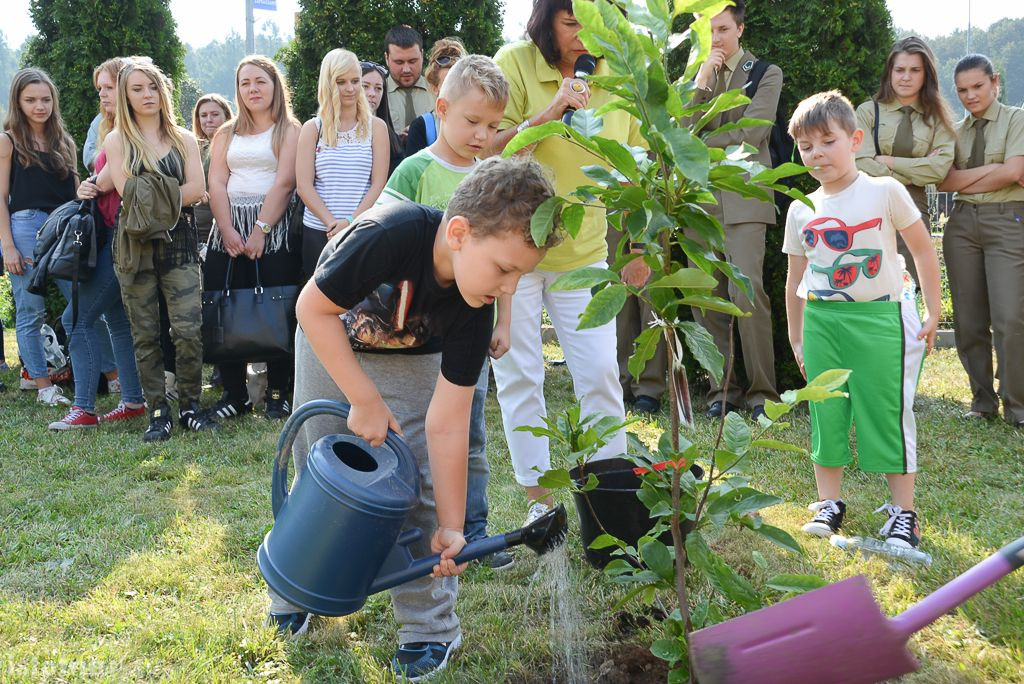 Aleja magnolii powstała przy bolesławieckiej „Budowlance”