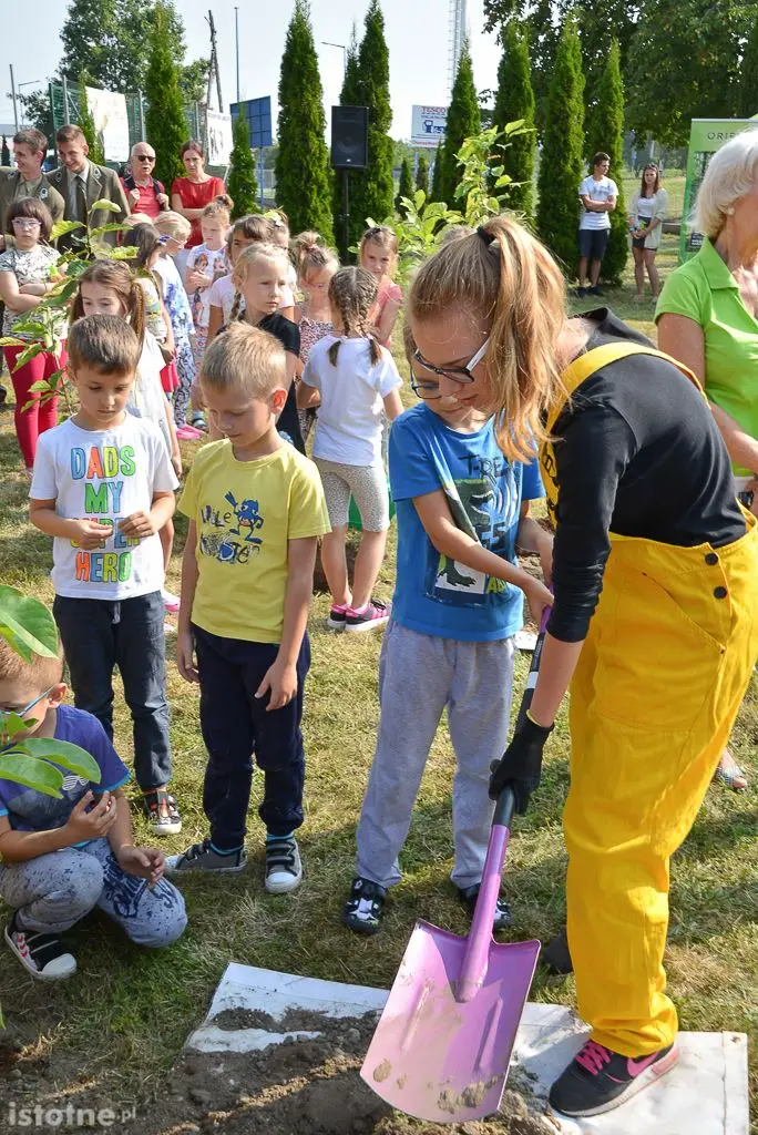 Aleja magnolii powstała przy bolesławieckiej „Budowlance”