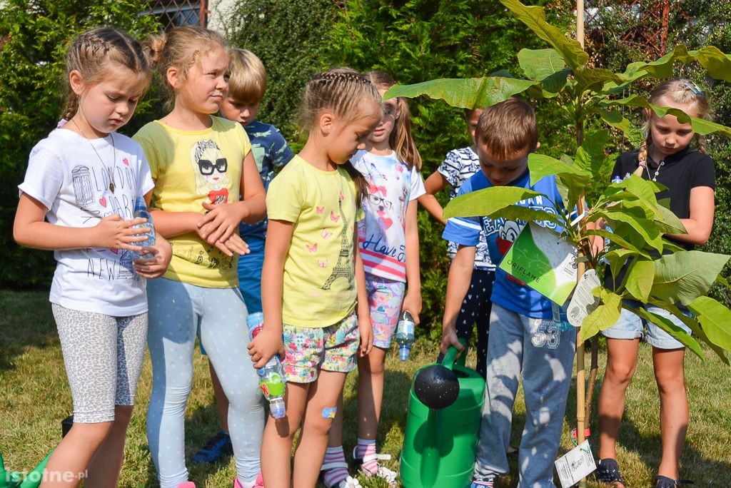 Aleja magnolii powstała przy bolesławieckiej „Budowlance”