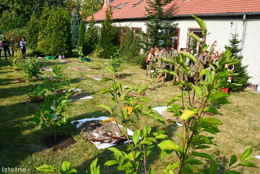Aleja magnolii powstała przy bolesławieckiej „Budowlance”
