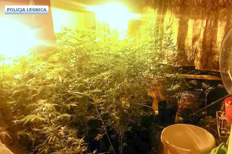 Uprawiali marihuanę. Policja zabezpieczyła kilogram narkotyku
