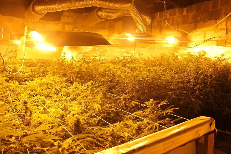Warta ok. 600 tys. zł plantacja marihuany zlikwidowana. Zatrzymanym grozi do 10 lat więzienia
