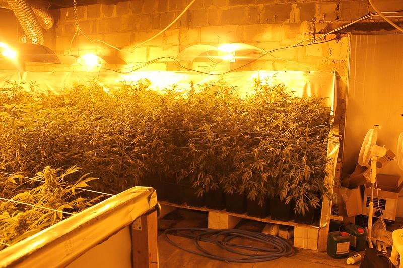 Warta ok. 600 tys. zł plantacja marihuany zlikwidowana. Zatrzymanym grozi do 10 lat więzienia