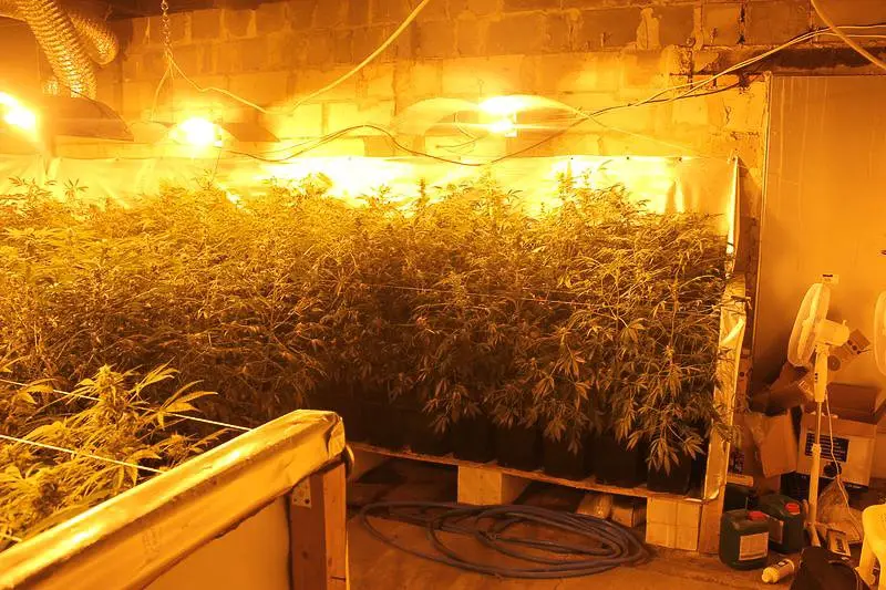 Warta ok. 600 tys. zł plantacja marihuany zlikwidowana. Zatrzymanym grozi do 10 lat więzienia