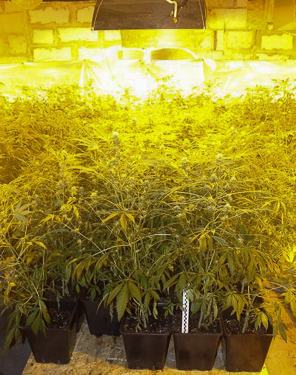 Warta ok. 600 tys. zł plantacja marihuany zlikwidowana. Zatrzymanym grozi do 10 lat więzienia