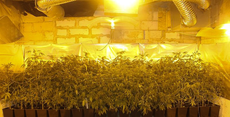 Warta ok. 600 tys. zł plantacja marihuany zlikwidowana. Zatrzymanym grozi do 10 lat więzienia