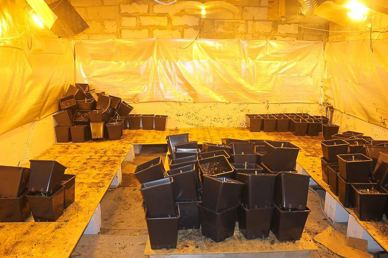 Warta ok. 600 tys. zł plantacja marihuany zlikwidowana. Zatrzymanym grozi do 10 lat więzienia