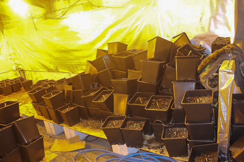 Warta ok. 600 tys. zł plantacja marihuany zlikwidowana. Zatrzymanym grozi do 10 lat więzienia