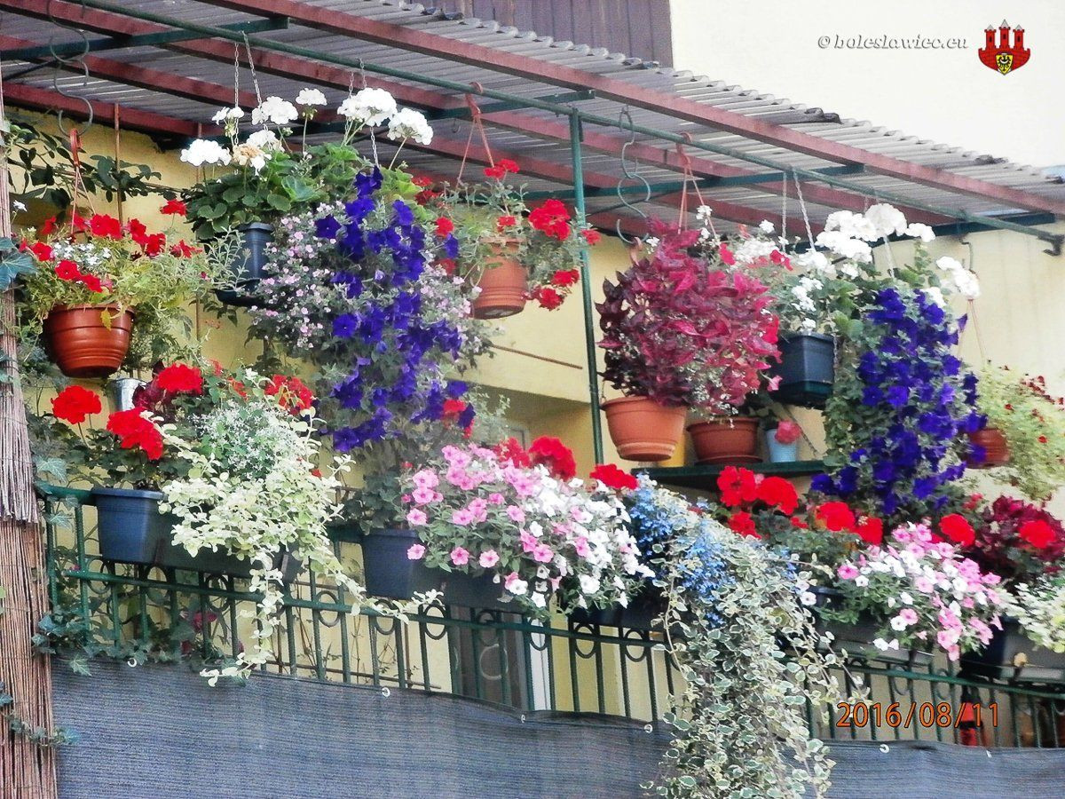 Bolesławiec w kwiatach 2016 – podsumowanie konkursu