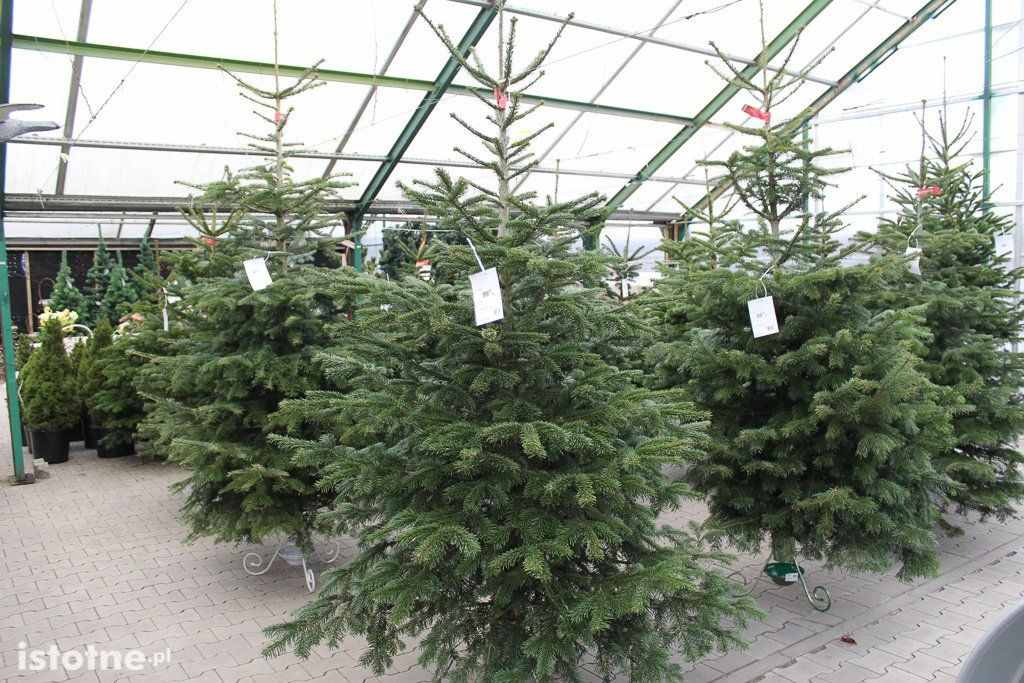 Mrówka-Zieleń Plan - największy wybór ozdób świątecznych w Bolesławcu!