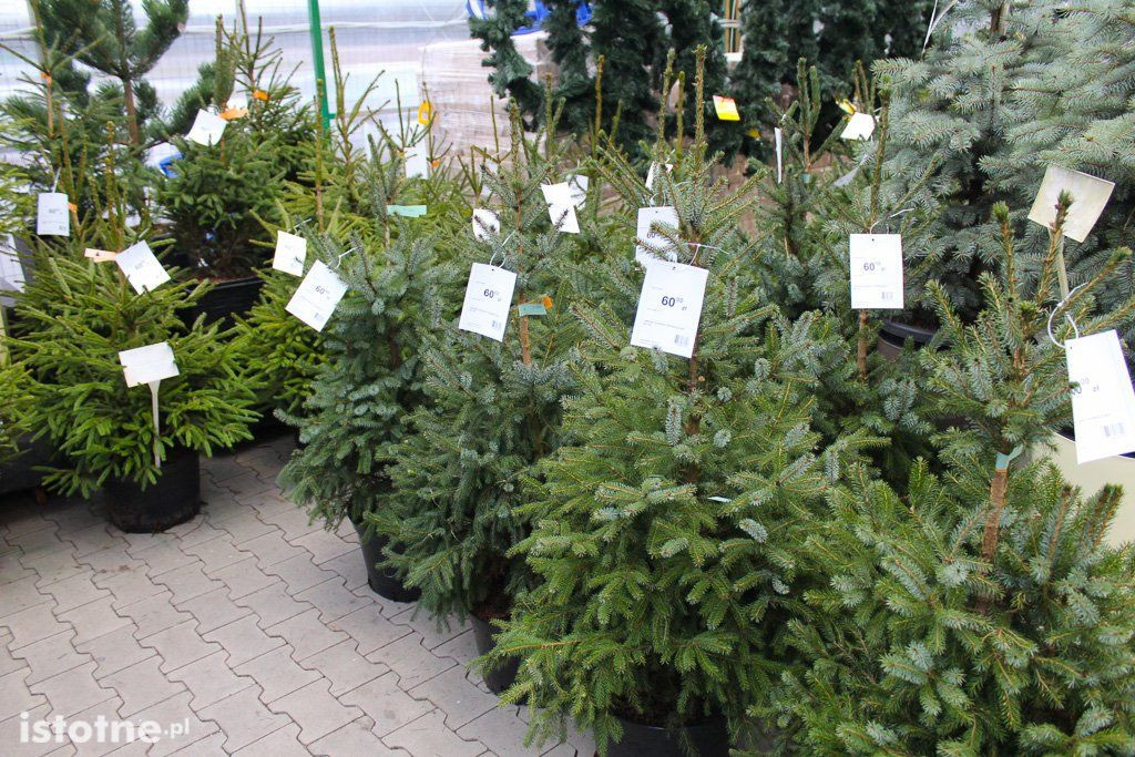 Mrówka-Zieleń Plan - największy wybór ozdób świątecznych w Bolesławcu!