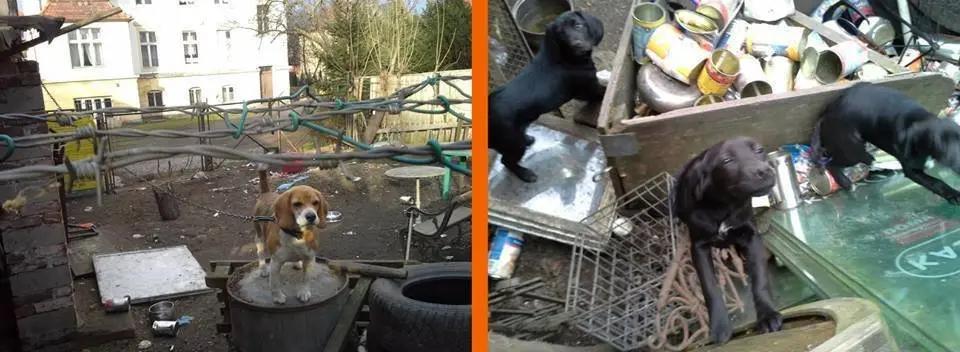 Suczka beagle z Lwówka Ślaskiego