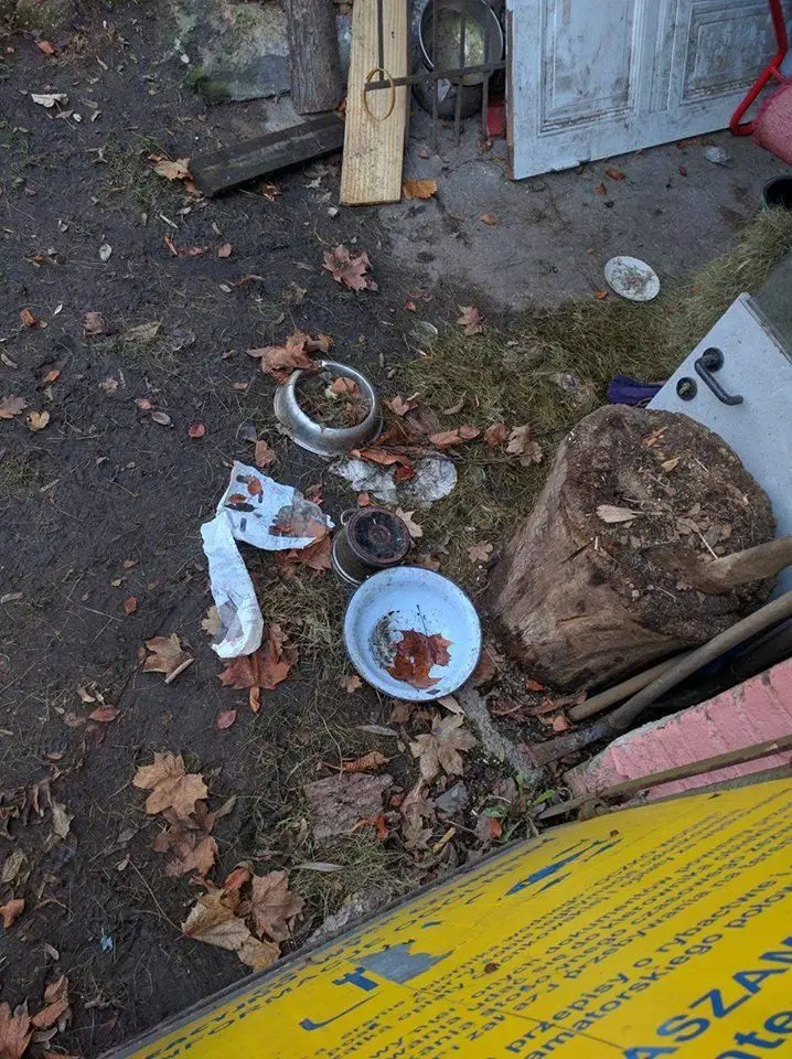 Suczka beagle z Lwówka Ślaskiego