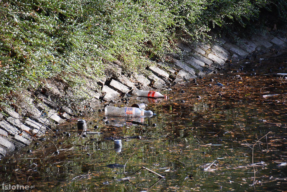 Czytelniczka o stawie miejskim: „Powinien być wizytówką, a jest nieporozumieniem”