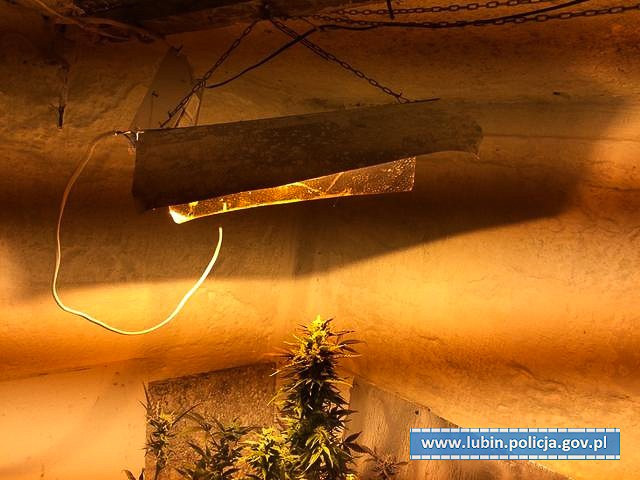 Wybudował ziemiankę, żeby… hodować marihuanę