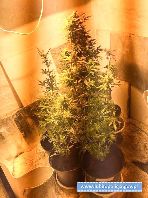 Wybudował ziemiankę, żeby… hodować marihuanę