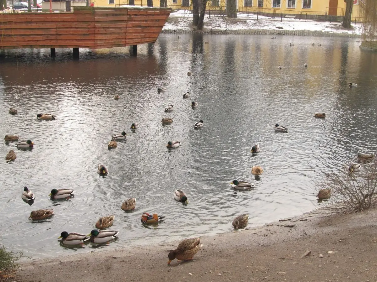 Samiec kaczki Mandarynki na miejskim stawie
