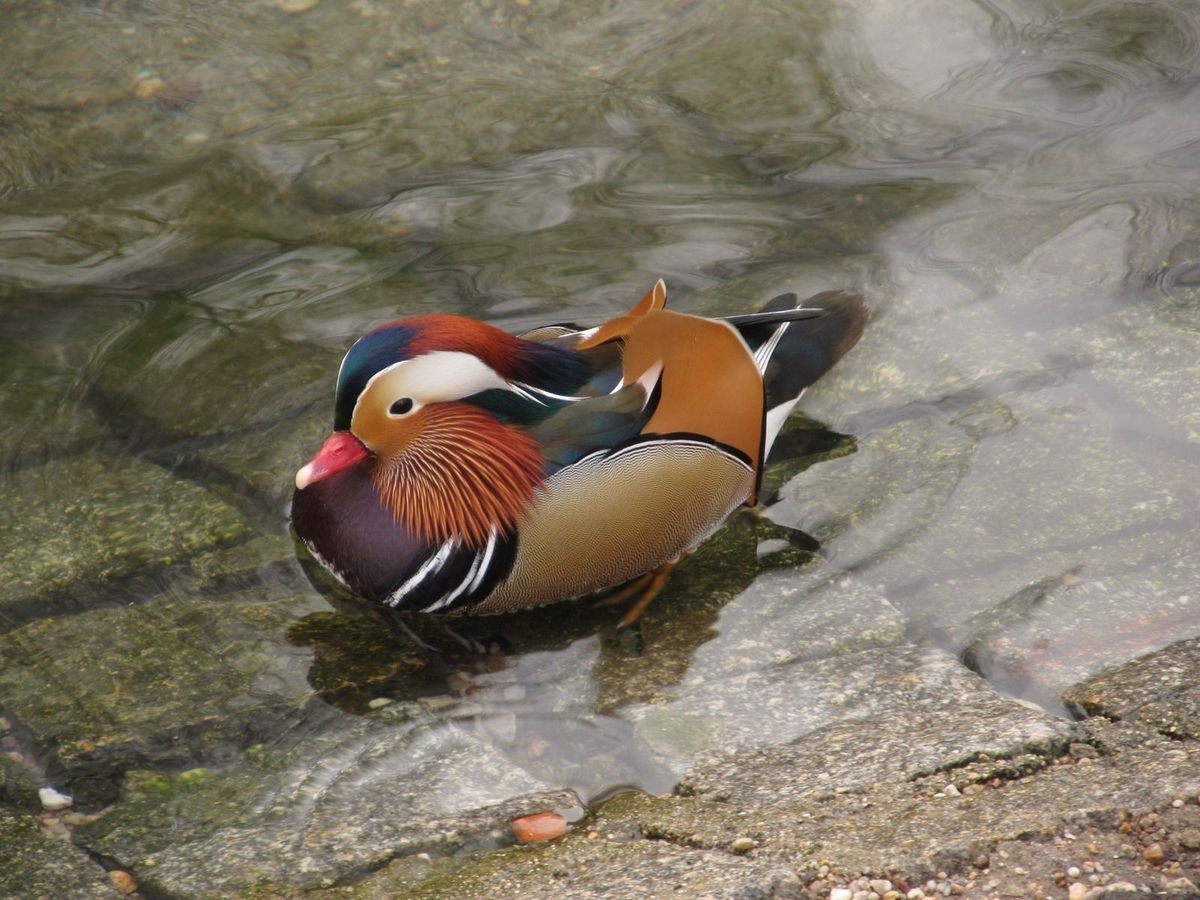 Egzotyczny ptak pływa w stawie przy Łajbie w Bolesławcu