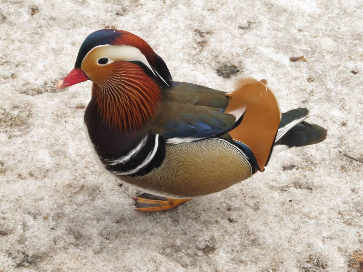 Egzotyczny ptak pływa w stawie przy Łajbie w Bolesławcu