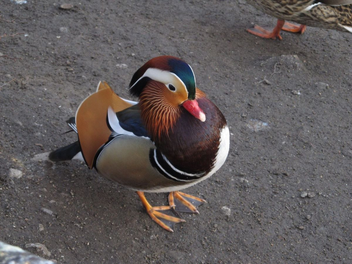 Egzotyczny ptak pływa w stawie przy Łajbie w Bolesławcu