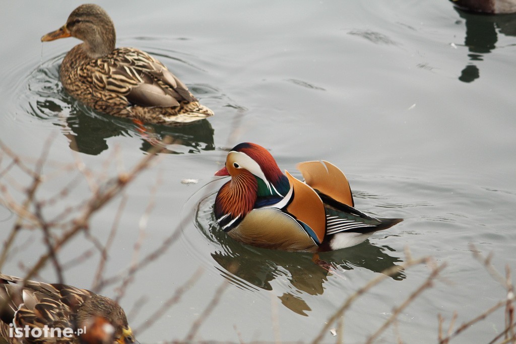Kaczor Mandaryn podbija serca bolesławian