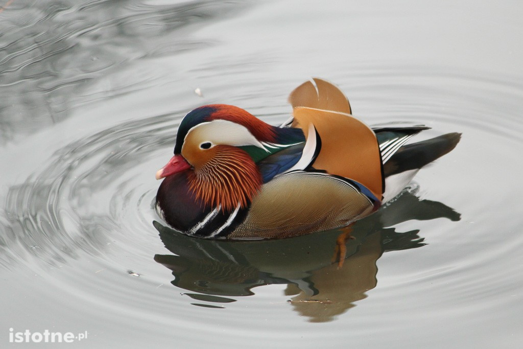 Kaczor Mandaryn podbija serca bolesławian