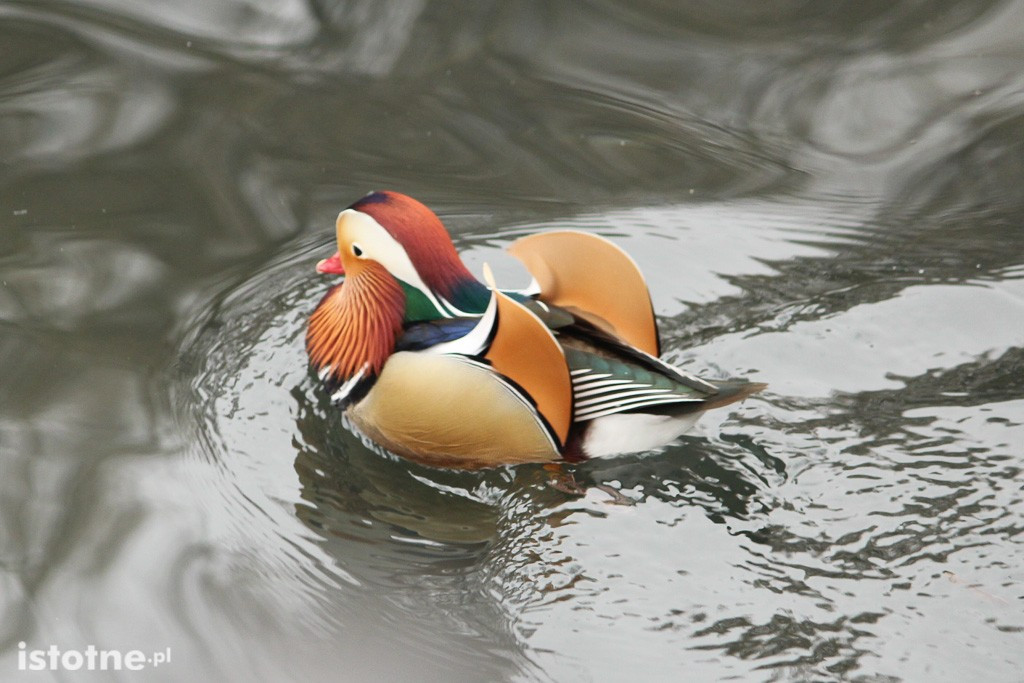 Kaczor Mandaryn podbija serca bolesławian