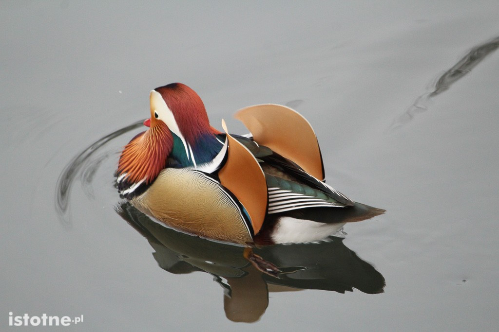 Kaczor Mandaryn podbija serca bolesławian