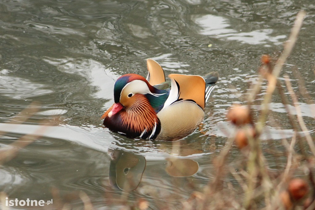 Kaczor Mandaryn podbija serca bolesławian