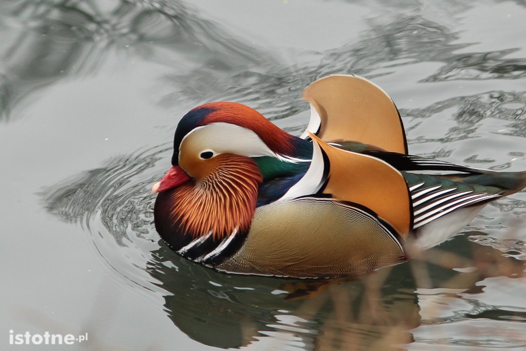 Kaczor Mandaryn podbija serca bolesławian