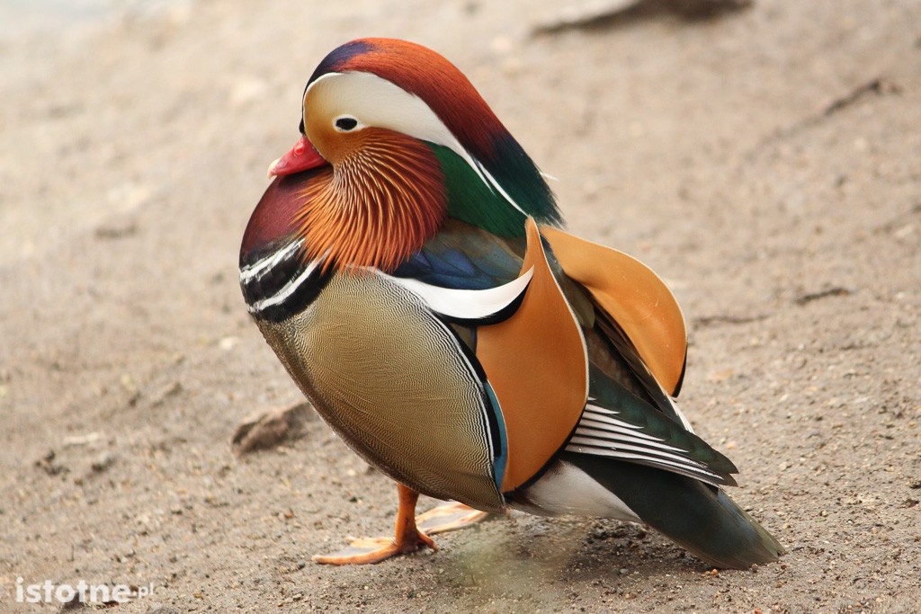 Kaczor Mandaryn podbija serca bolesławian