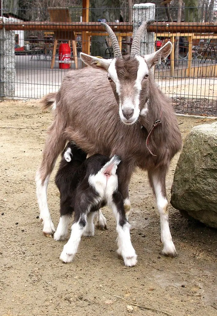 Baby boom w Naszym Zoo