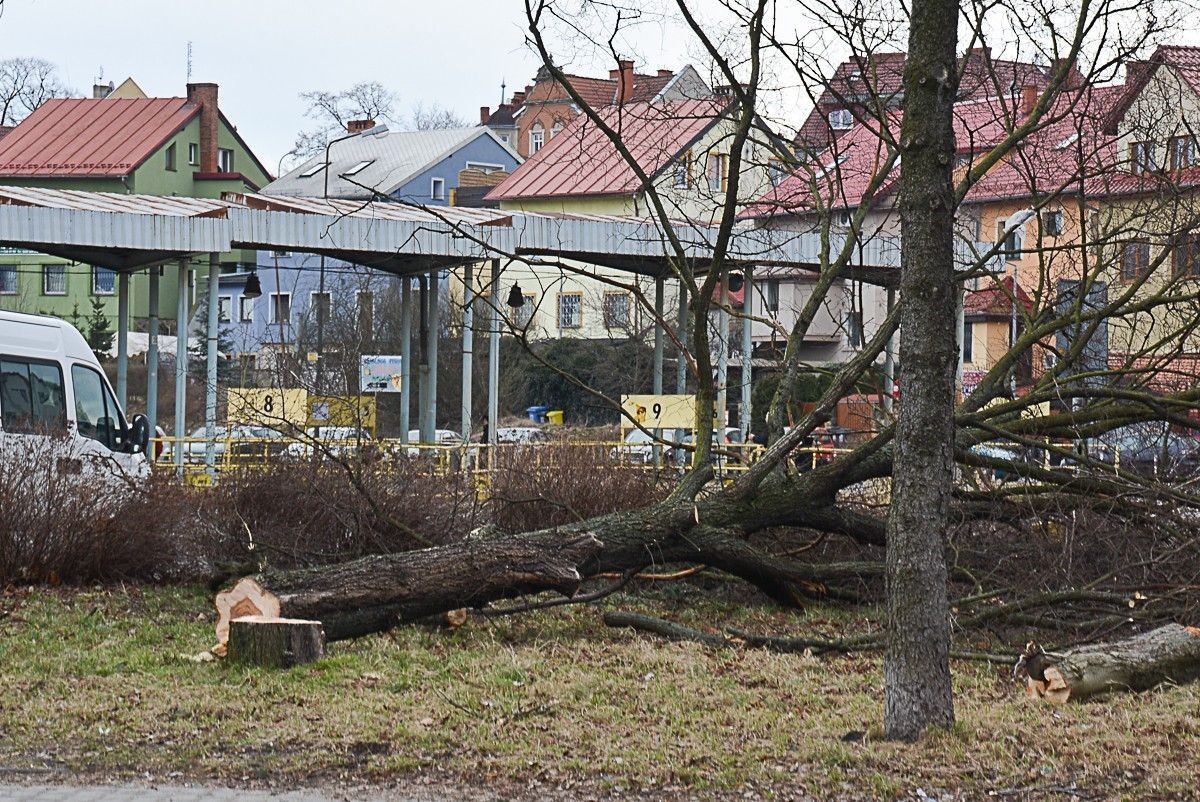 Wycięli drzewa na dworcu PKS. Budowa galerii ruszy z kopyta?