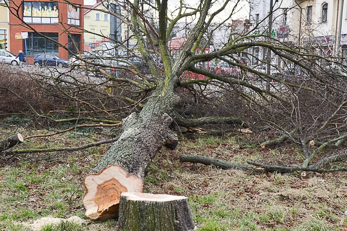 Wycięli drzewa na dworcu PKS. Budowa galerii ruszy z kopyta?