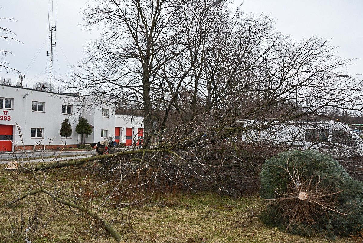 Wycięli drzewa na dworcu PKS. Budowa galerii ruszy z kopyta?