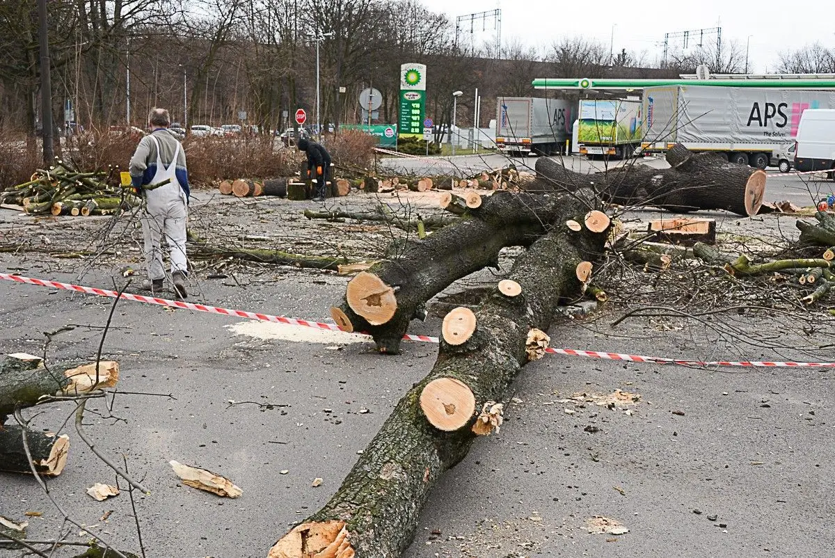 Wycięli drzewa na dworcu PKS. Budowa galerii ruszy z kopyta?