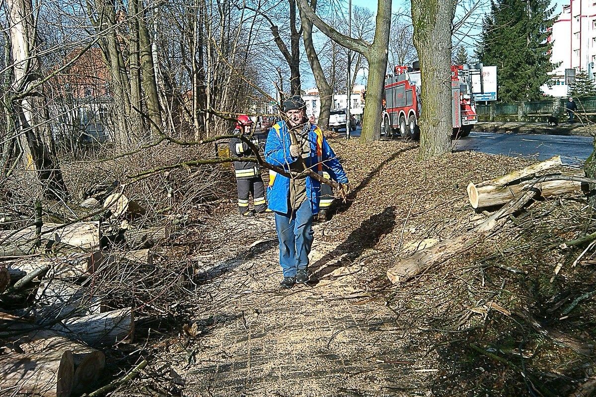 Porywisty wiatr powalił kilka drzew w Bolesławcu