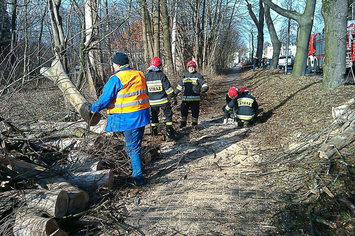 Porywisty wiatr powalił kilka drzew w Bolesławcu