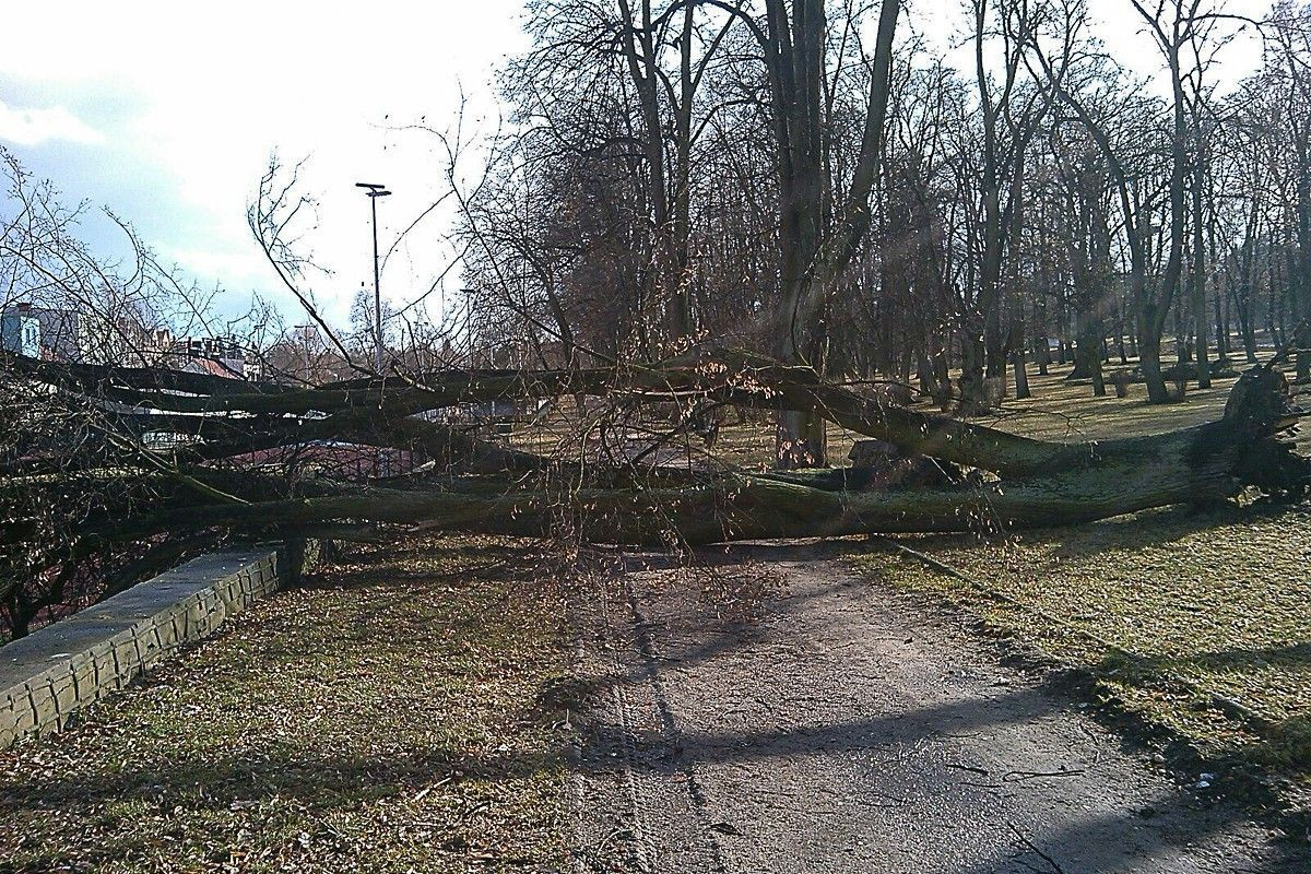 Porywisty wiatr powalił kilka drzew w Bolesławcu
