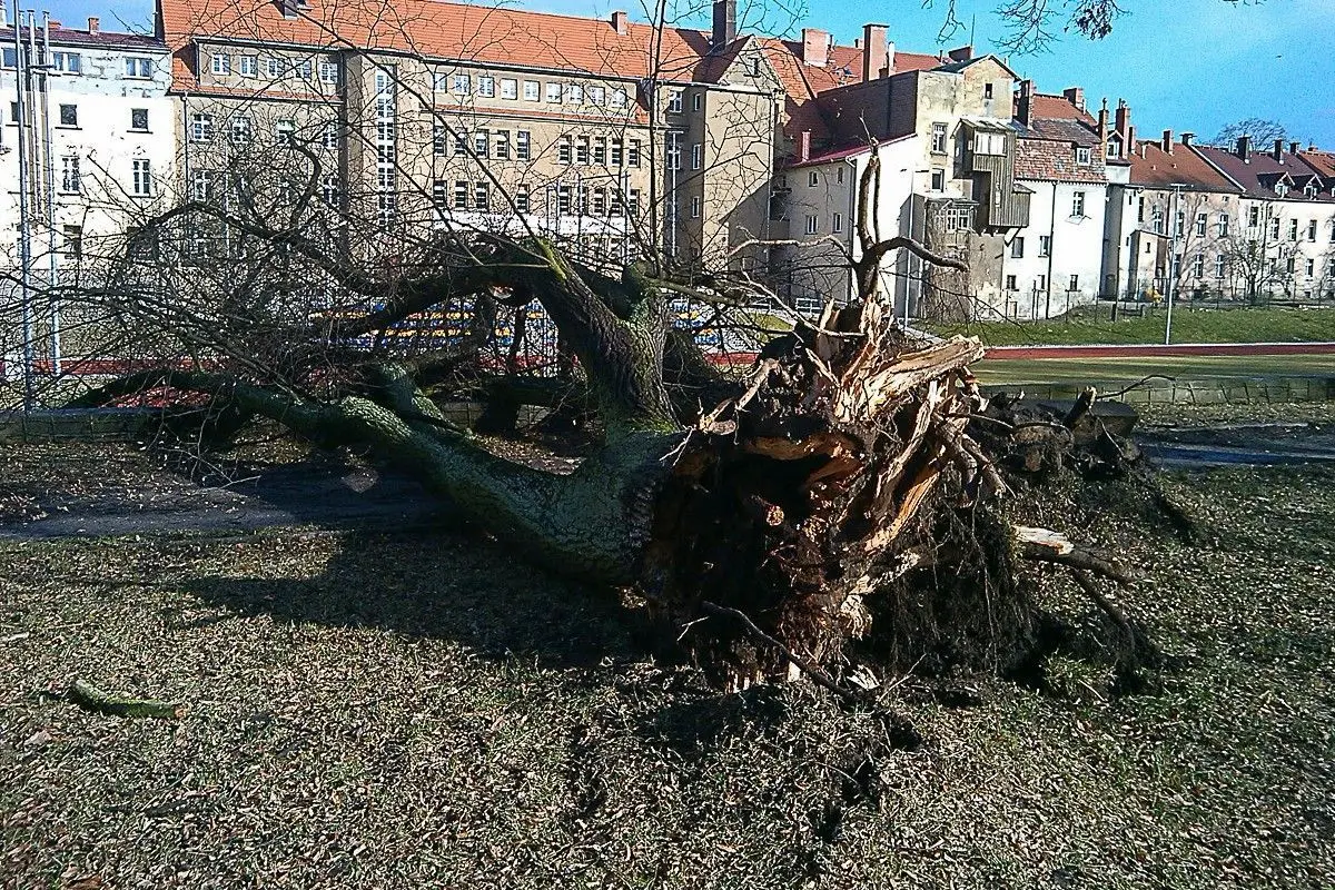 Porywisty wiatr powalił kilka drzew w Bolesławcu