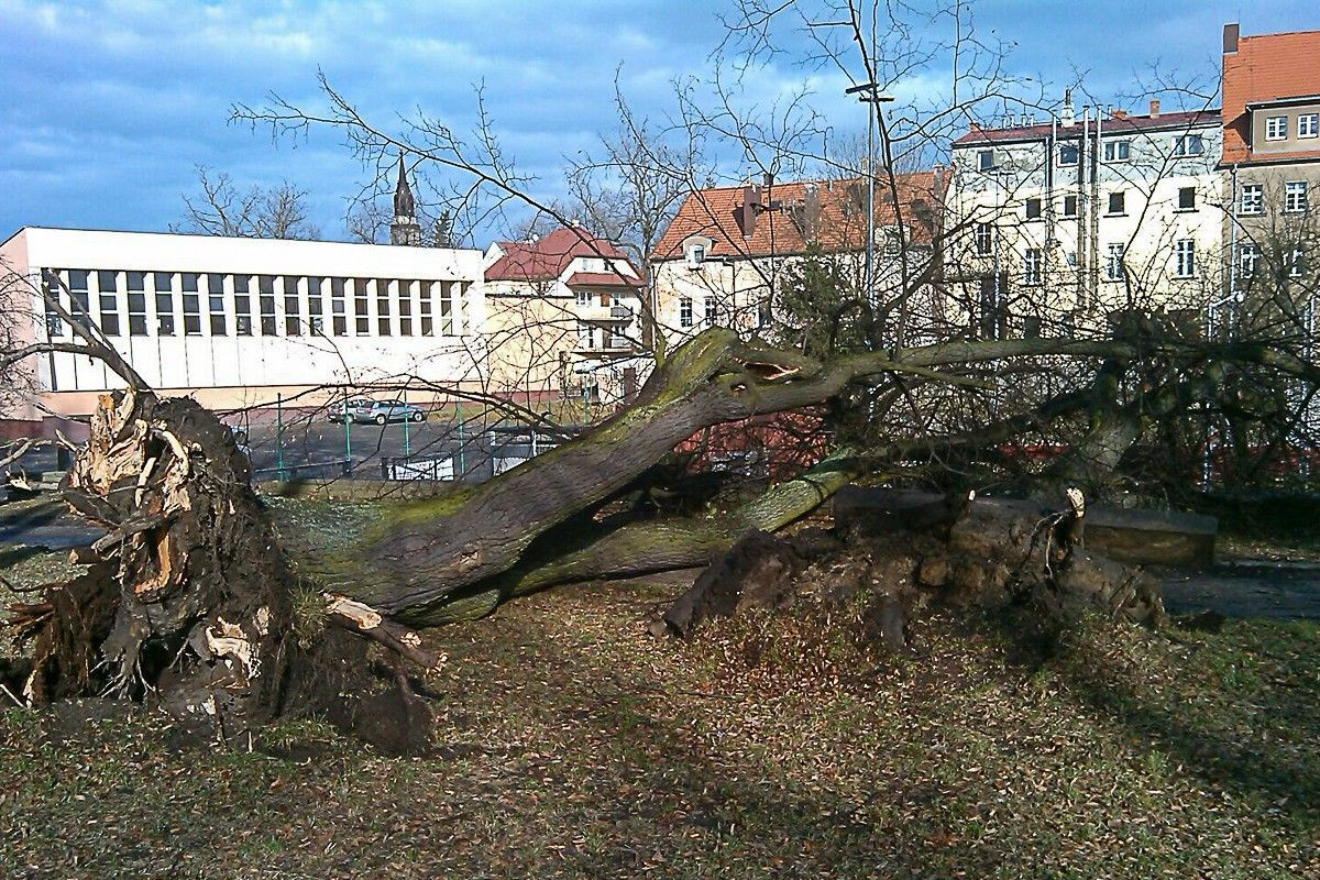 Porywisty wiatr powalił kilka drzew w Bolesławcu