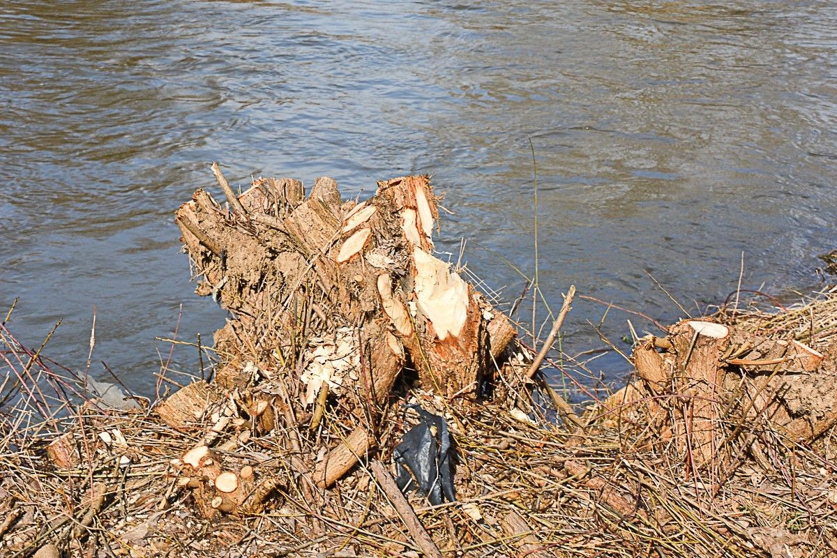 Kilkadziesiąt drzew zniknęło znad Bobru