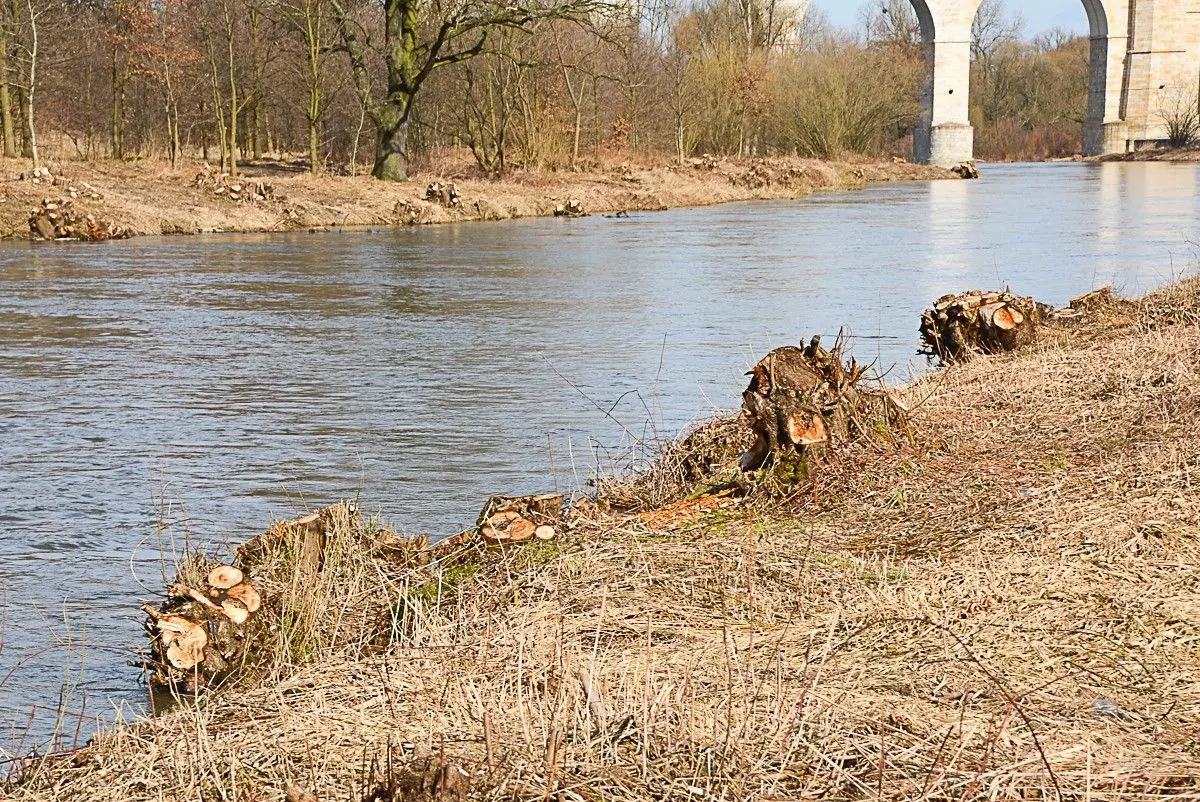 Kilkadziesiąt drzew zniknęło znad Bobru