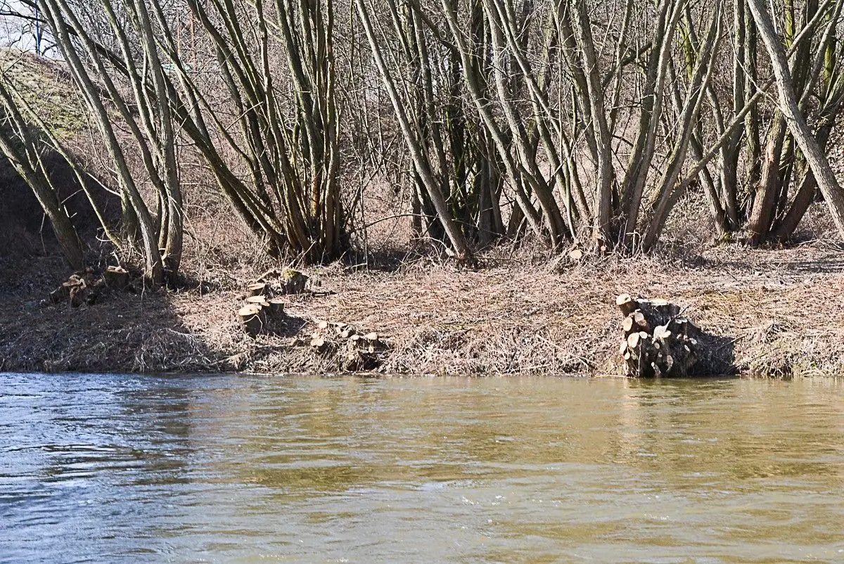 Kilkadziesiąt drzew zniknęło znad Bobru